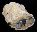 Blue Forest Petrified Wood Limb Section - / lbs #3280-4